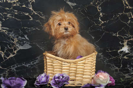 Puppy of breed the Petersburg orchid.の写真素材