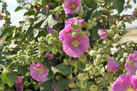 Pink Hollyhock flower in bloom