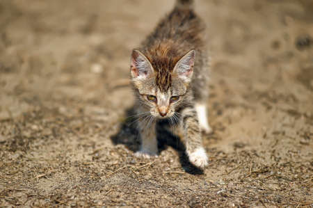 Little kitten in the forestの写真素材