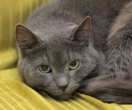 Korat cat breed