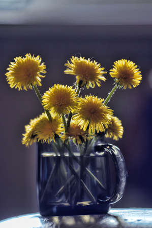 dandelions in a cupの写真素材