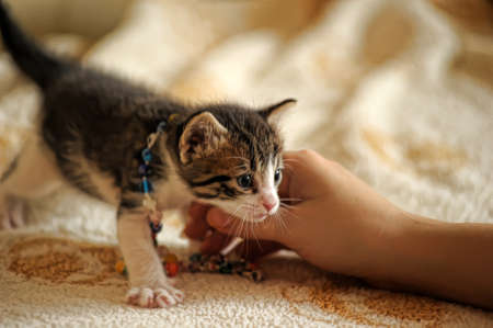 kitty with beadsの写真素材