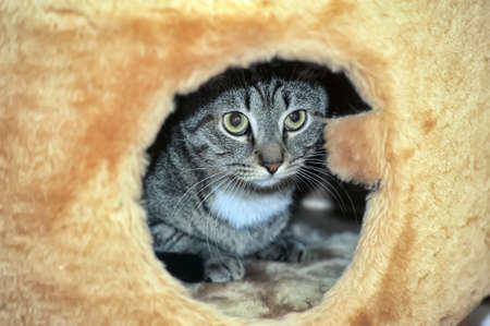 Striped cat looking scared out of hiding