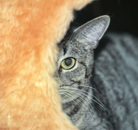 Striped cat looking scared out of hidingの写真素材