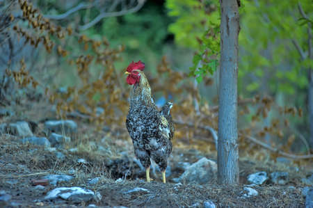 Domestic cock in the garden.の写真素材
