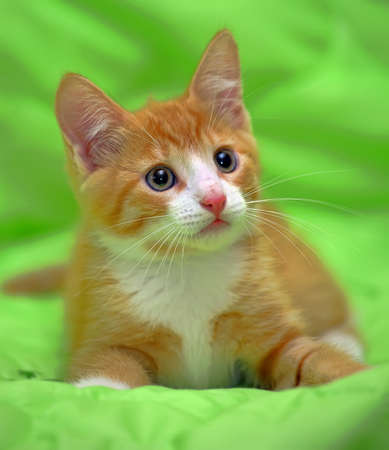 Red and white kitten on a green backgroundの写真素材