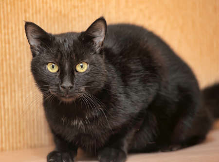 Black cat with yellow eyes