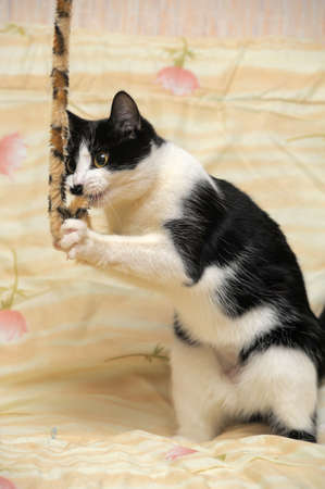 black and white cat with a fun coloringの写真素材