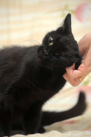 black cat on yellow backgroundの写真素材