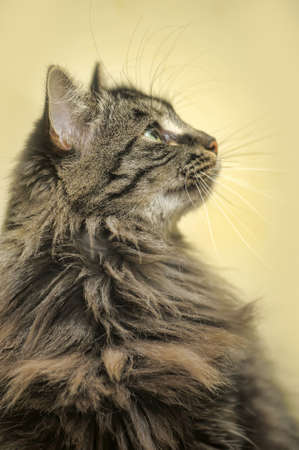 Portrait of a beautiful fluffy cat.の写真素材