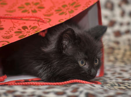 Black kitten in a red gift bag.の写真素材