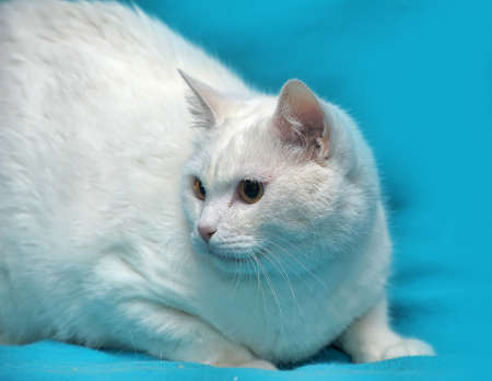 Thick white cat on a blue background.の写真素材