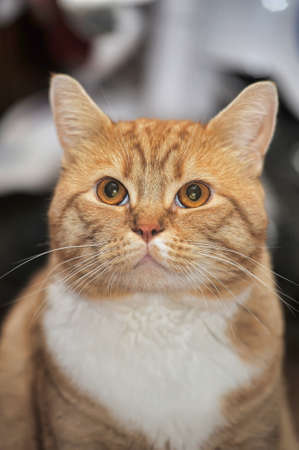 Portrait of a red and white big cat.