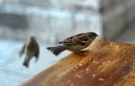 Photos of wild sparrows i. Feeding.の写真素材