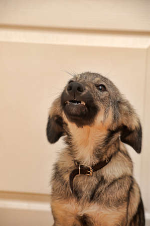 Puppy