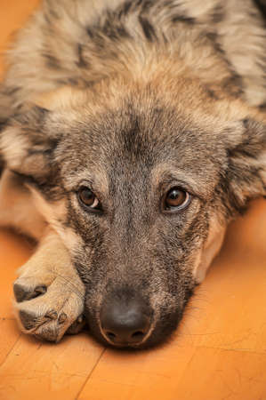 Puppy miserably pooch lying on the floor.の写真素材