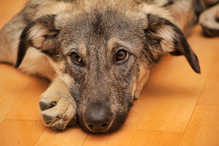 Puppy miserably pooch lying on the floor.の写真素材