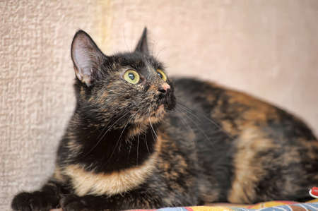 Small tortoiseshell cat lying on the couch.の写真素材