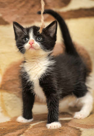 funny little black and white kittenの写真素材