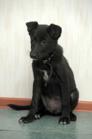 Cute small black puppy pooch.の写真素材