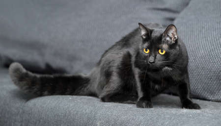 Graceful black catの写真素材