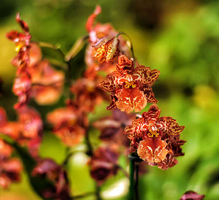 Red orchid in botanical garden.の写真素材