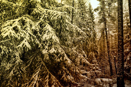 pine trees in the snow