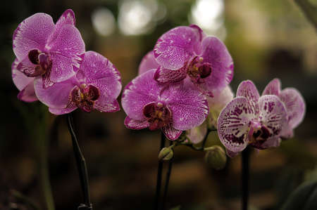 Purple orchid in botanical garden.の写真素材