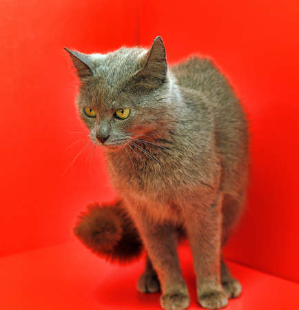 Beautiful cat breed Russian Blue on a red backgroundの写真素材