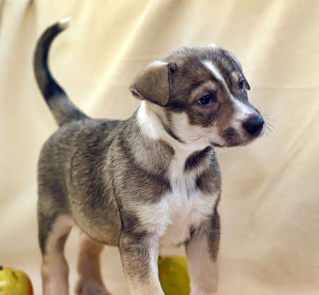 cute puppy pooch