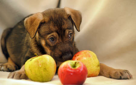 cute puppy with applesの写真素材