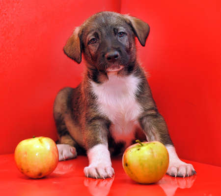 Mongrel puppy on a red background with apple.の写真素材