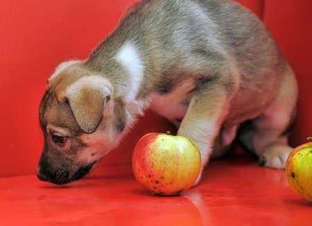 Mongrel puppy on a red background with apple.の写真素材