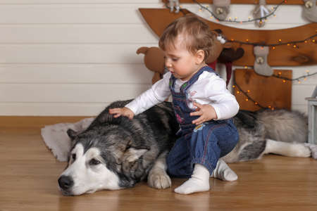 Little girl in the house and Malamute sitting together on the floor in Christmas.の写真素材