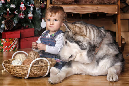 Little girl in the house and Malamute sitting together on the floor in Christmas.の写真素材