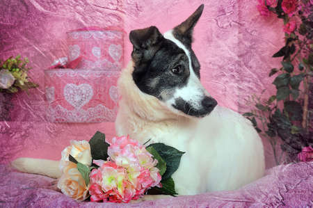 White with black dog lyingの写真素材