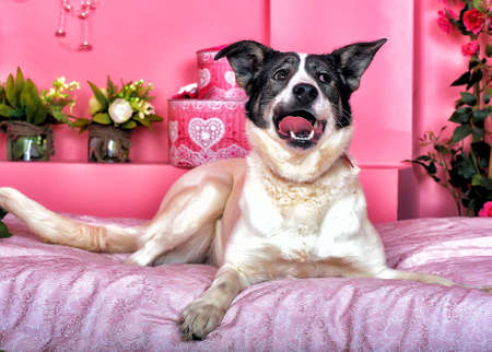 White with black dog lying in flowersの写真素材