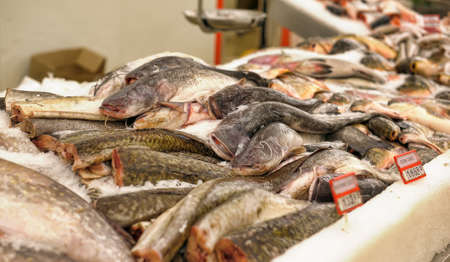 Fresh fish in the supermarket Auchan, St. Petersburg, Russia.