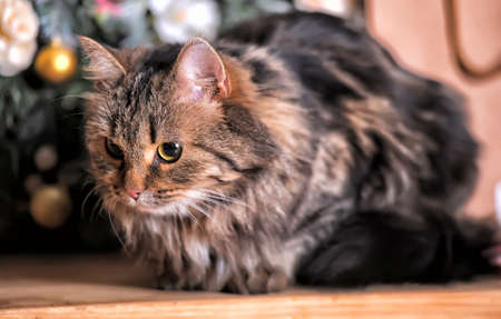Cat sitting on a background of a bouquet of flowersの写真素材