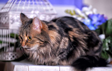 Beautiful fluffy brown striped cat with yellow eyes.の写真素材