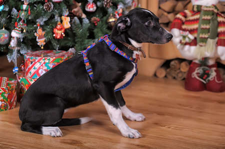 Black with a white chest Puppy by the fireplace and Christmas tree.の写真素材
