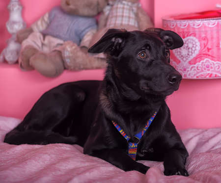 Black puppy on a pink background.
