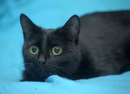 black cat on a blue backgroundの写真素材