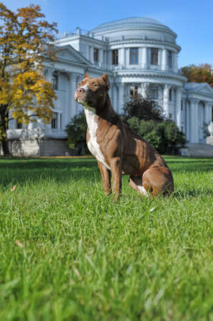 Brown pit bull near big white house on grass.の写真素材
