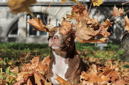 American Pit Bull Terrier among the autumn leaves in the parkの写真素材