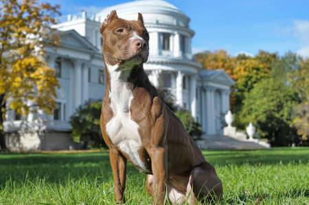 Brown pit bull near big white house on grass.の写真素材