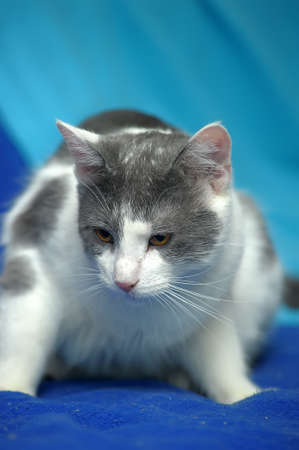 white with gray shorthair cat on a blue backgroundの写真素材