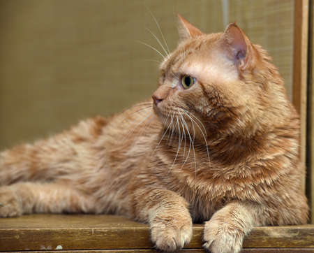 red fat-cat