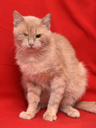 one-eyed cat disabled on a red backgroundの写真素材