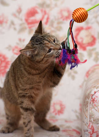 cat playing standing on its hind legsの写真素材